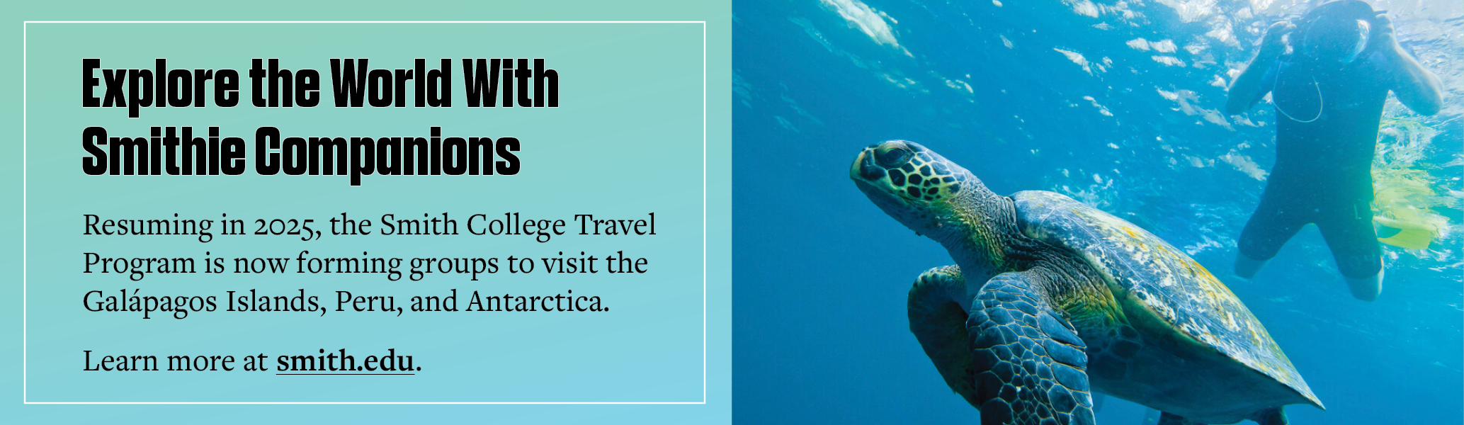 A graphic promoting Smith College's 2025 travel program offerings, with a picture of a giant sea turtle.