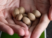 Botanic Garden Works With Japanese Nonprofit on Gingko Seed Project