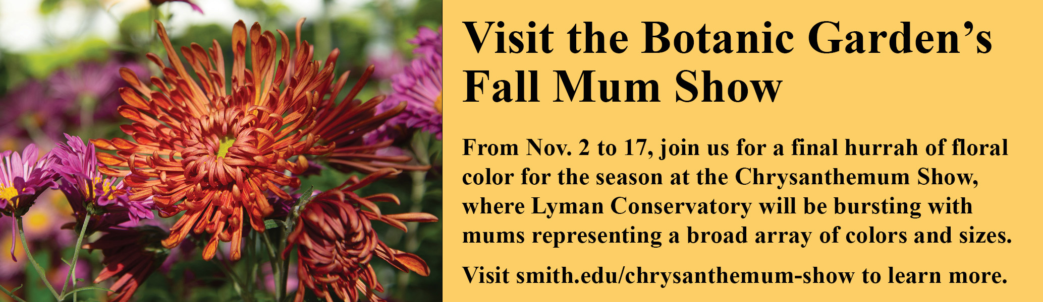 A promotional banner for Smith College's final mum show in November 2024.