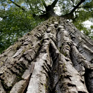 close of up tree