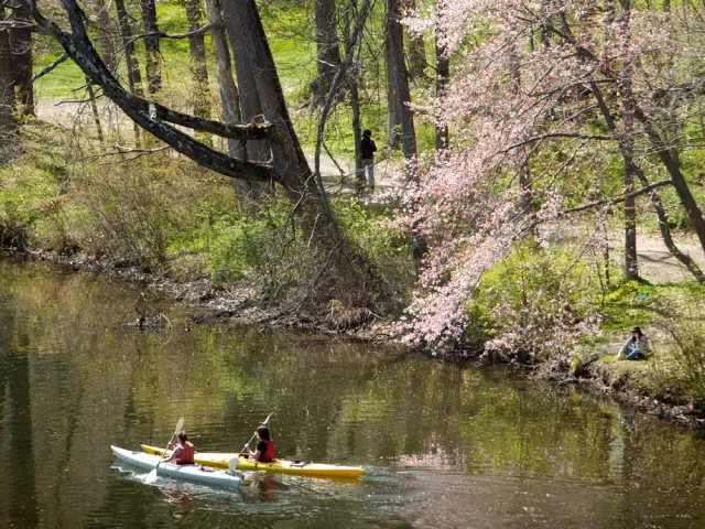 two people in a kayak paddle beneath a flowering tree