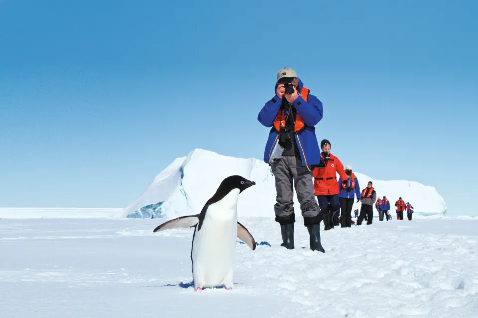 Tourists take photos of a penguin