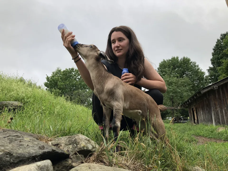 Helen Sher '24 bottle feeding a goat